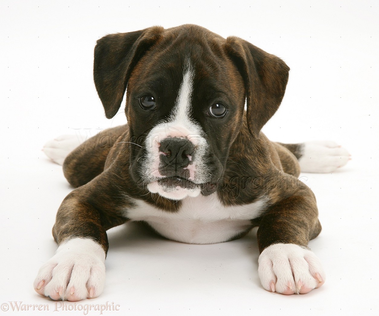 Dog: Brindle Boxer pup photo WP15051