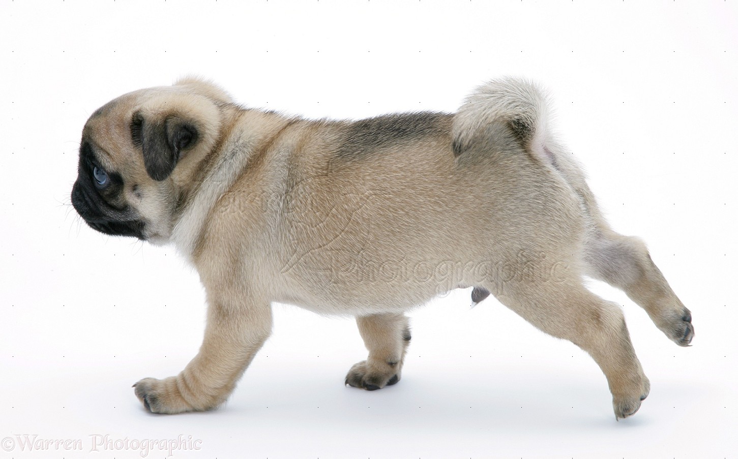 Dog: Silver Pug pup, 7 weeks old, running photo WP15335