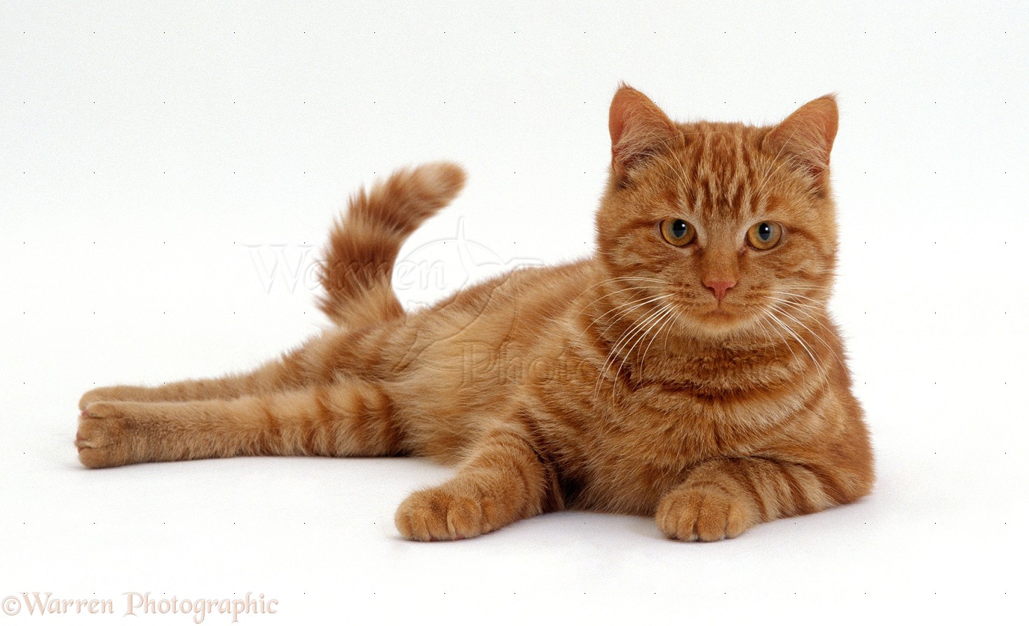 Ginger male cat photo WP16625