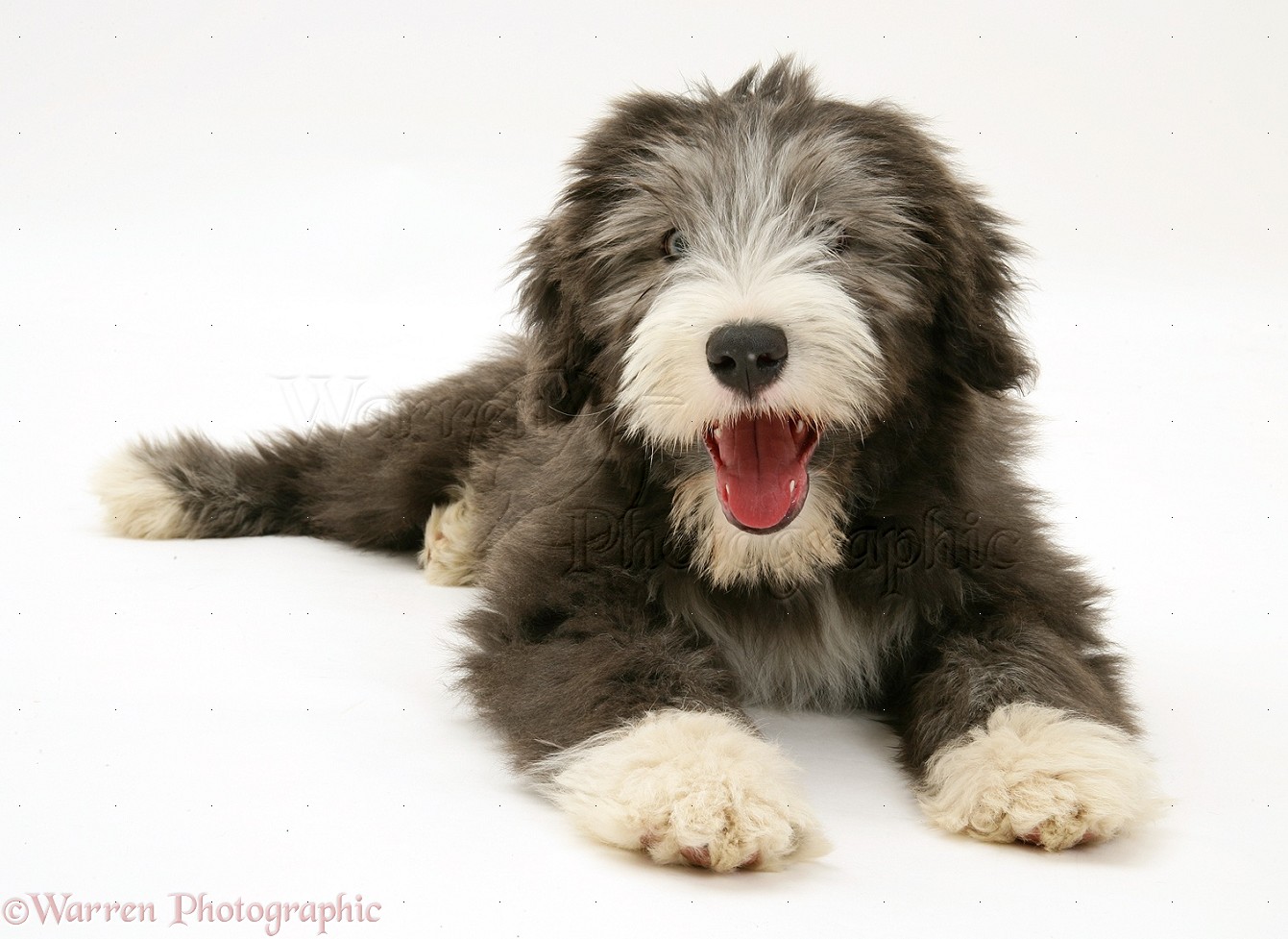Dog: Bearded Collie pup photo WP17149