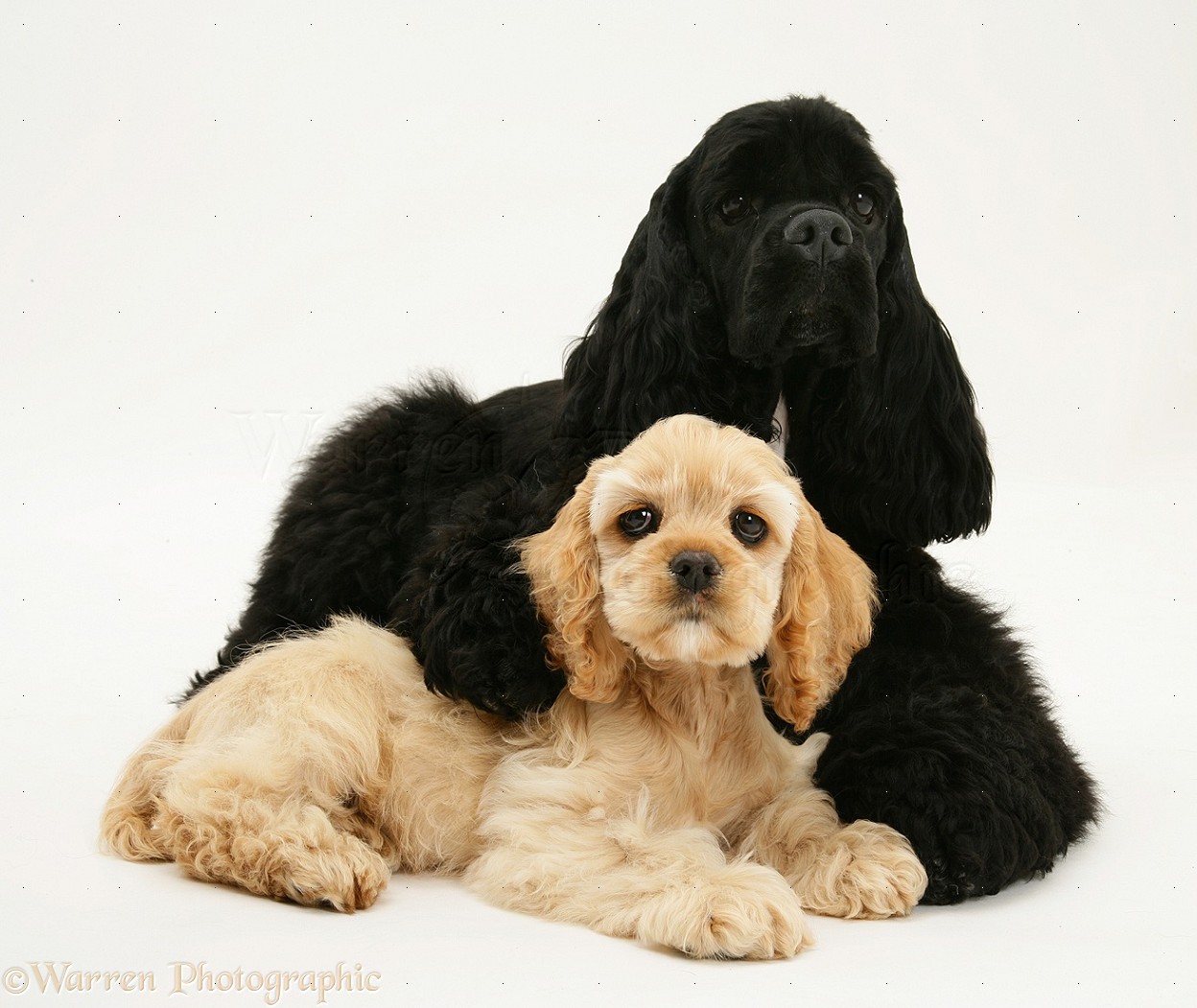 Dogs: Black American Cocker Spaniel with buff pup photo WP17201