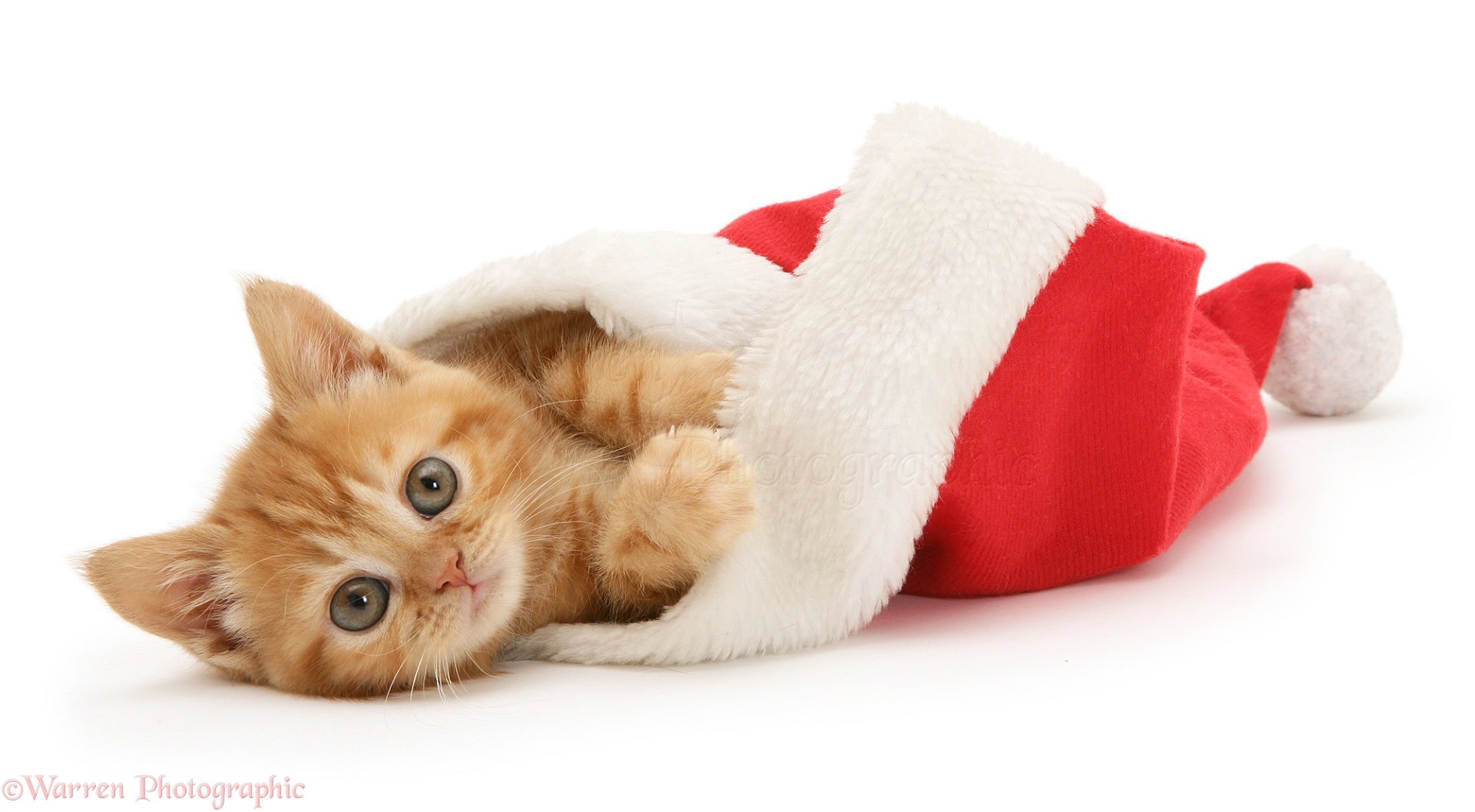 Ginger kitten in a Santa hat photo WP17420