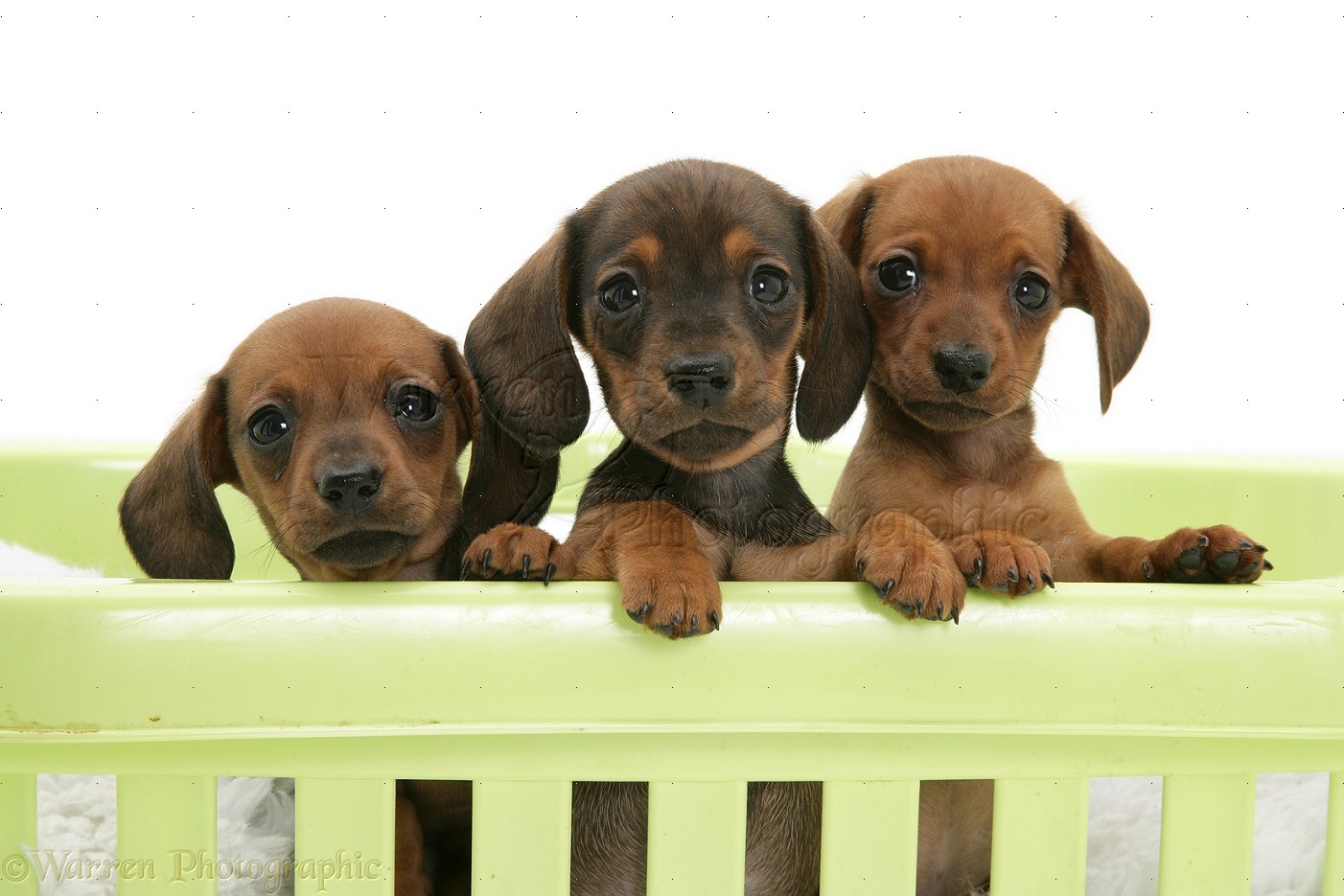 Dogs: Red miniature Dachshund pups, paws over photo WP17542