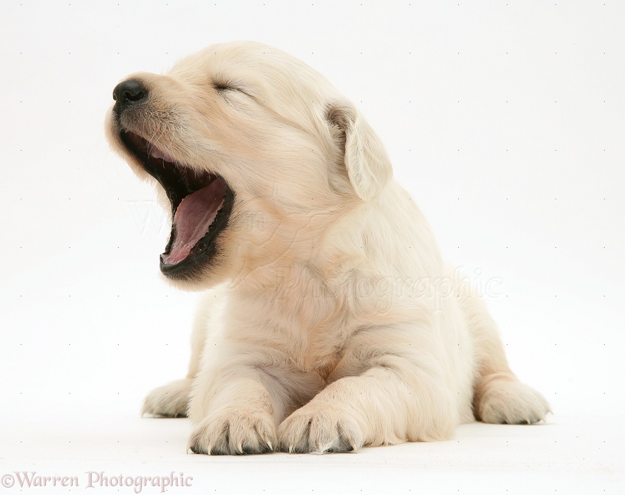 Dog: Golden Retriever puppy yawning photo WP17592