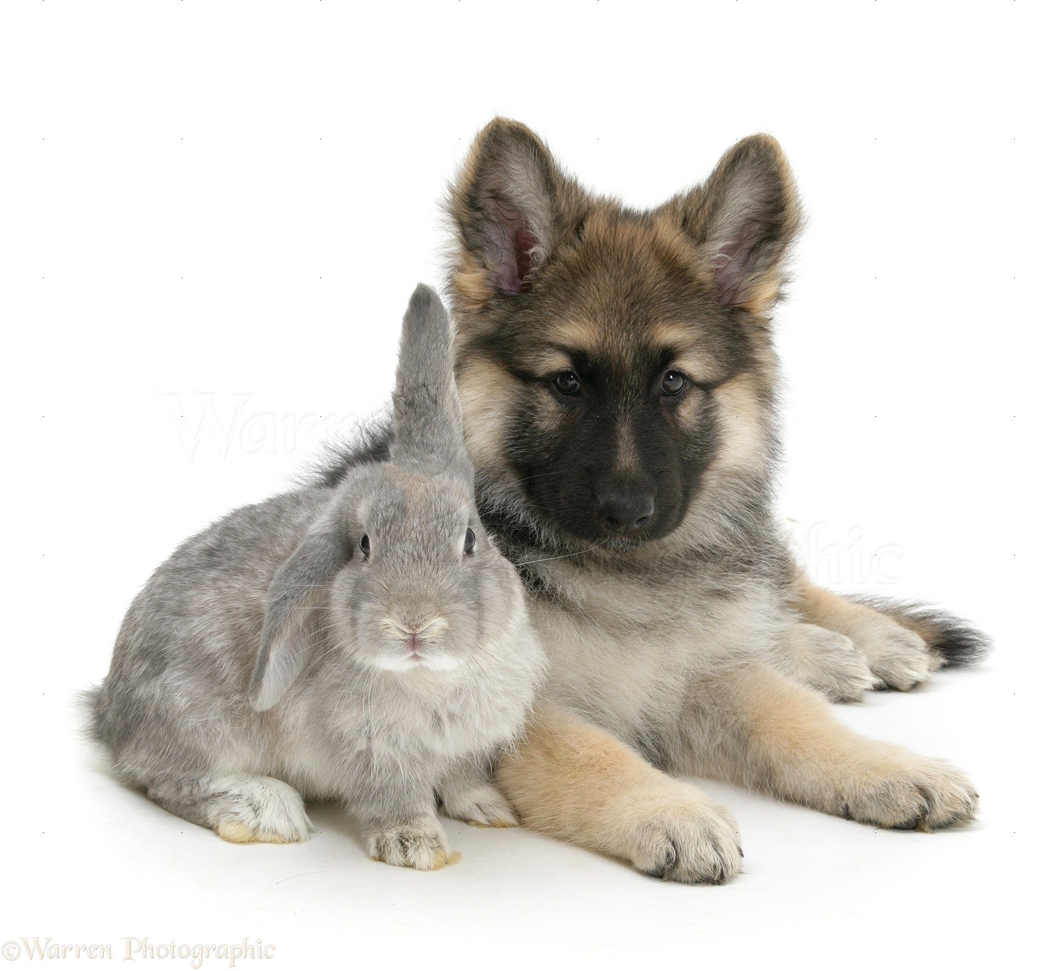Pets: Alsatian pup with grey windmill-eared rabbit photo WP17724