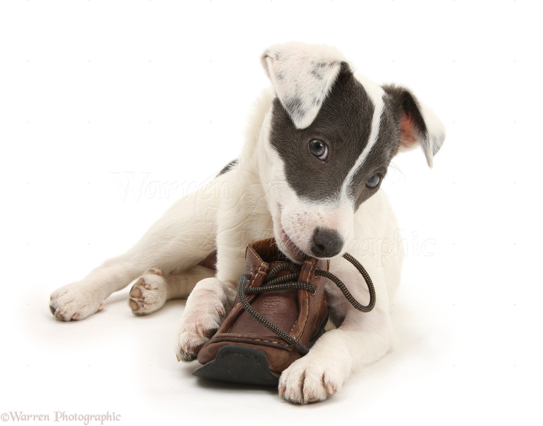 jack russell shoes
