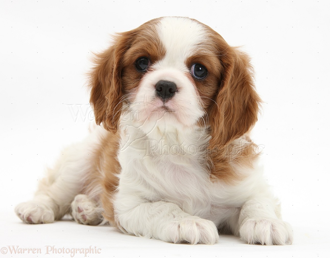 Dog: Blenheim Cavalier King Charles Spaniel pup photo WP18458