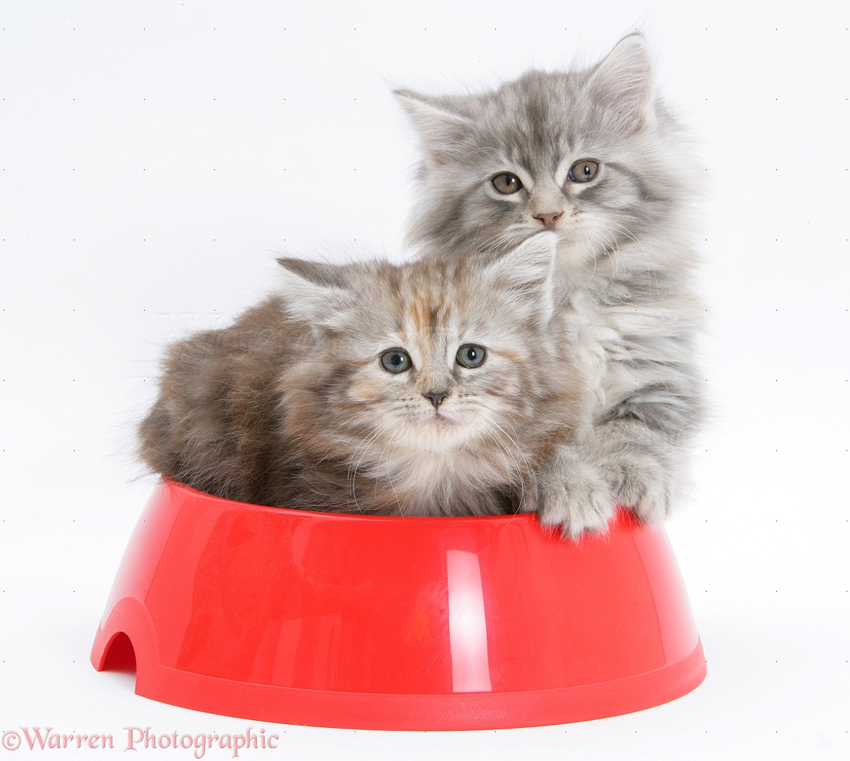 Maine Coon kittens, 8 weeks old, in a plastic food bowl photo WP18705