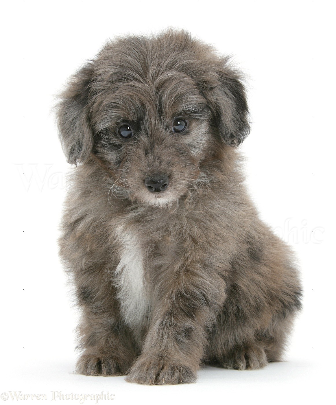 Dog: Sheltie x Poodle pup photo WP20320