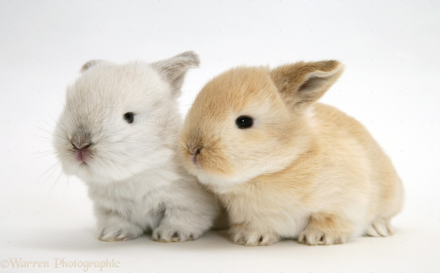 Baby Lop rabbits photo WP20550