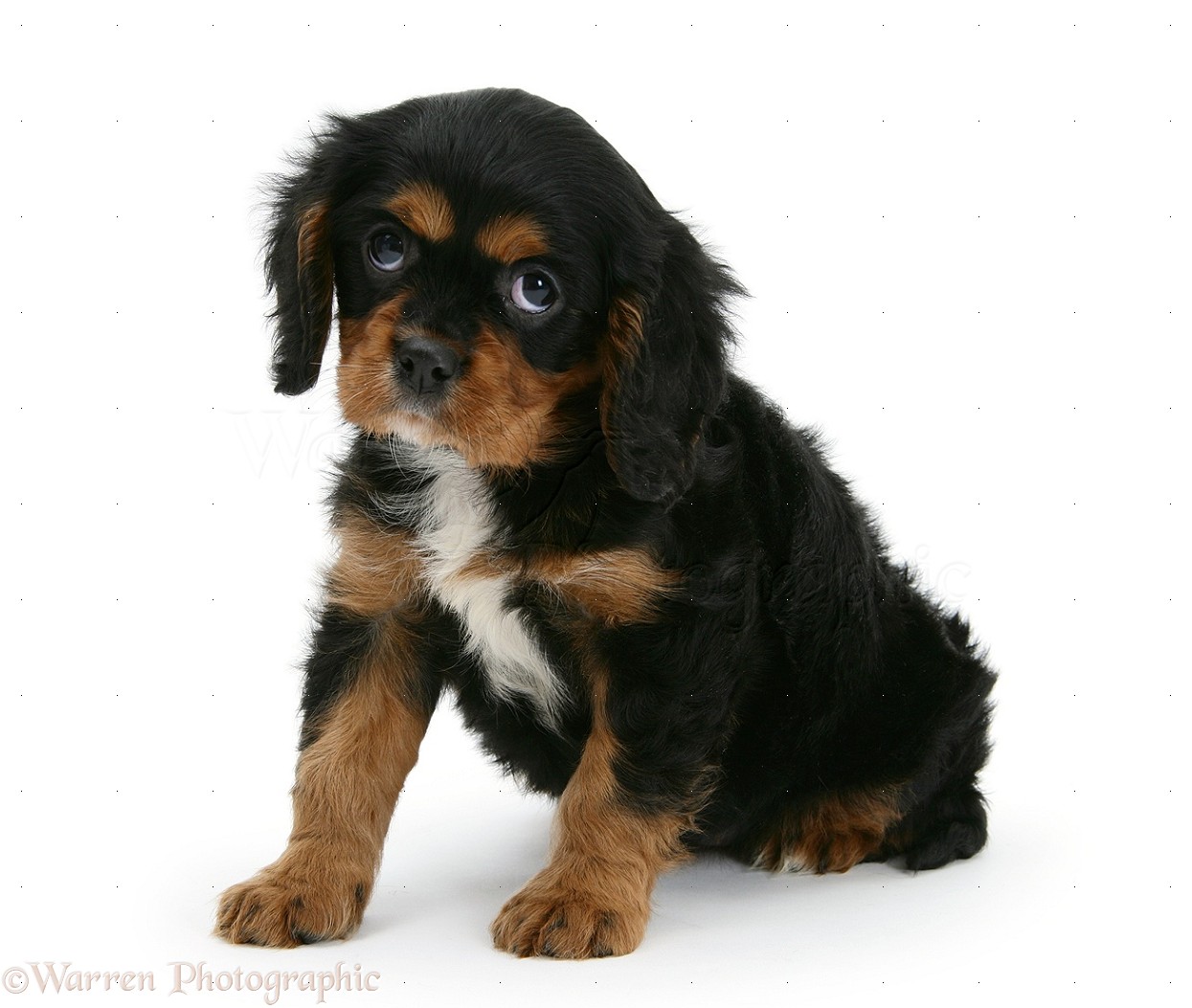 Cavalier King Charles Spaniel Puppy Black And Tan