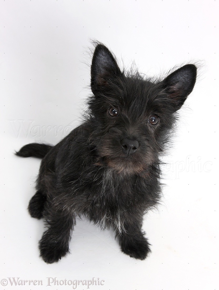 Dog: Black Terrier-cross puppy photo WP21820