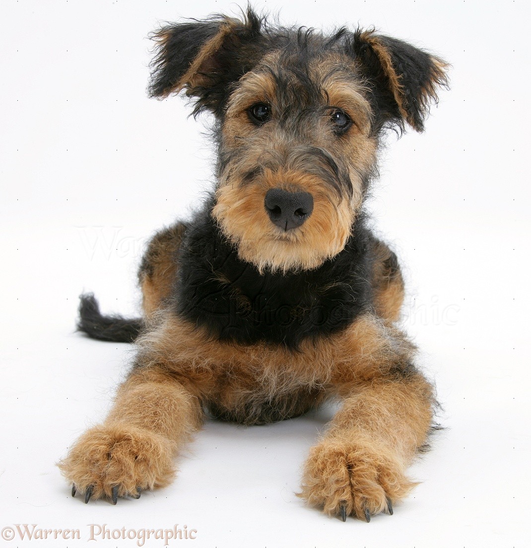 Dog: Airedale Terrier bitch pup photo WP22907