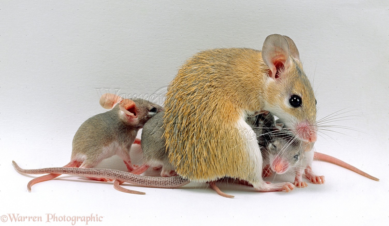 Spiny Mouse mother and babies photo WP23967
