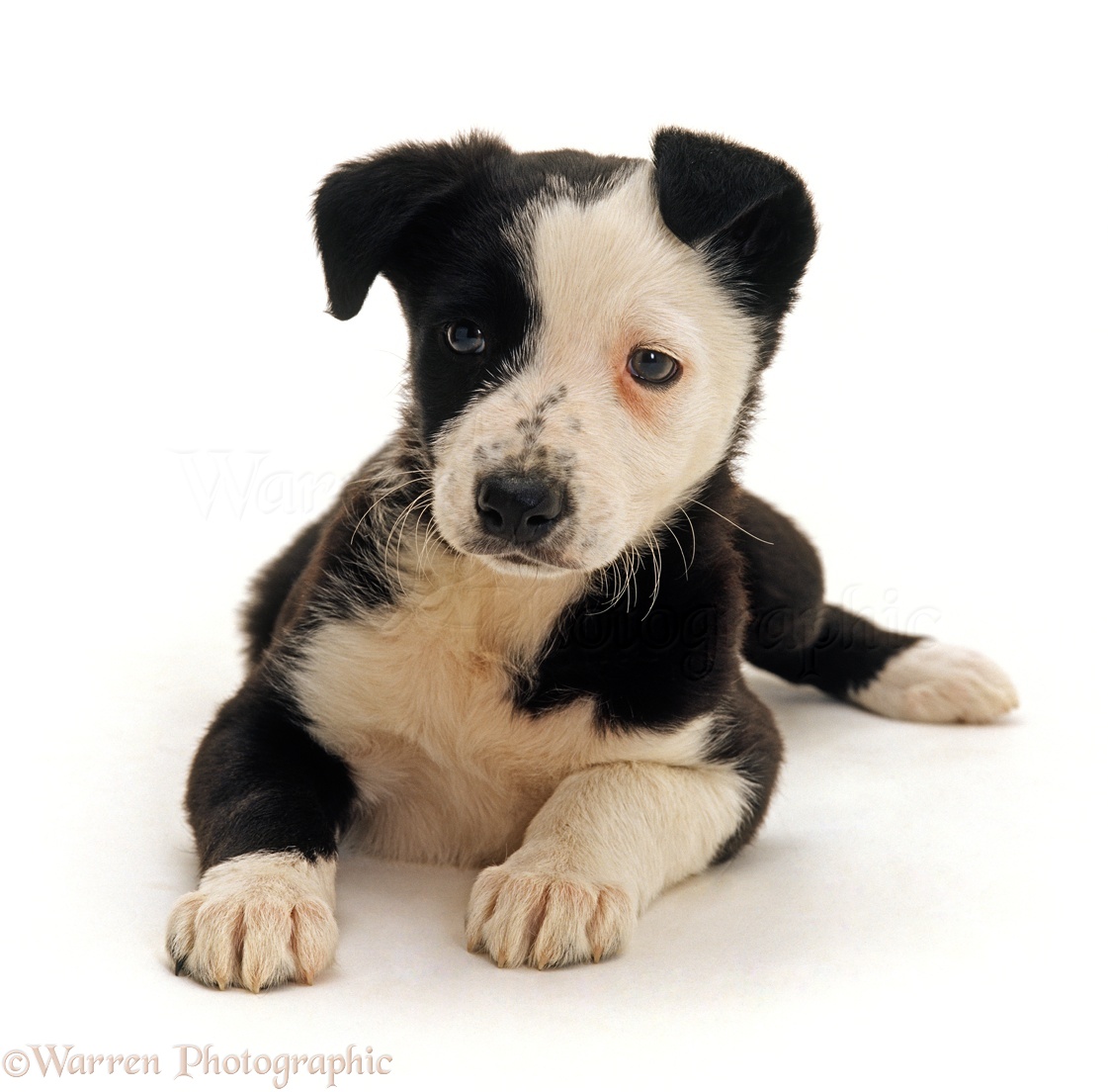 Dog: Border Collie x Staffordshire Bull Terrier pup photo WP24120