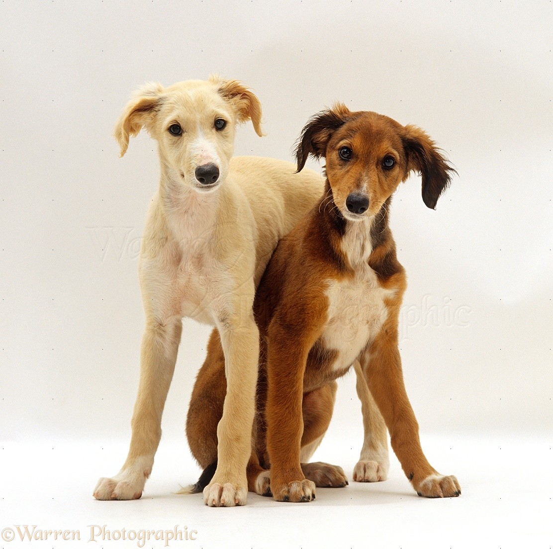 Dogs: Saluki pups photo WP24177
