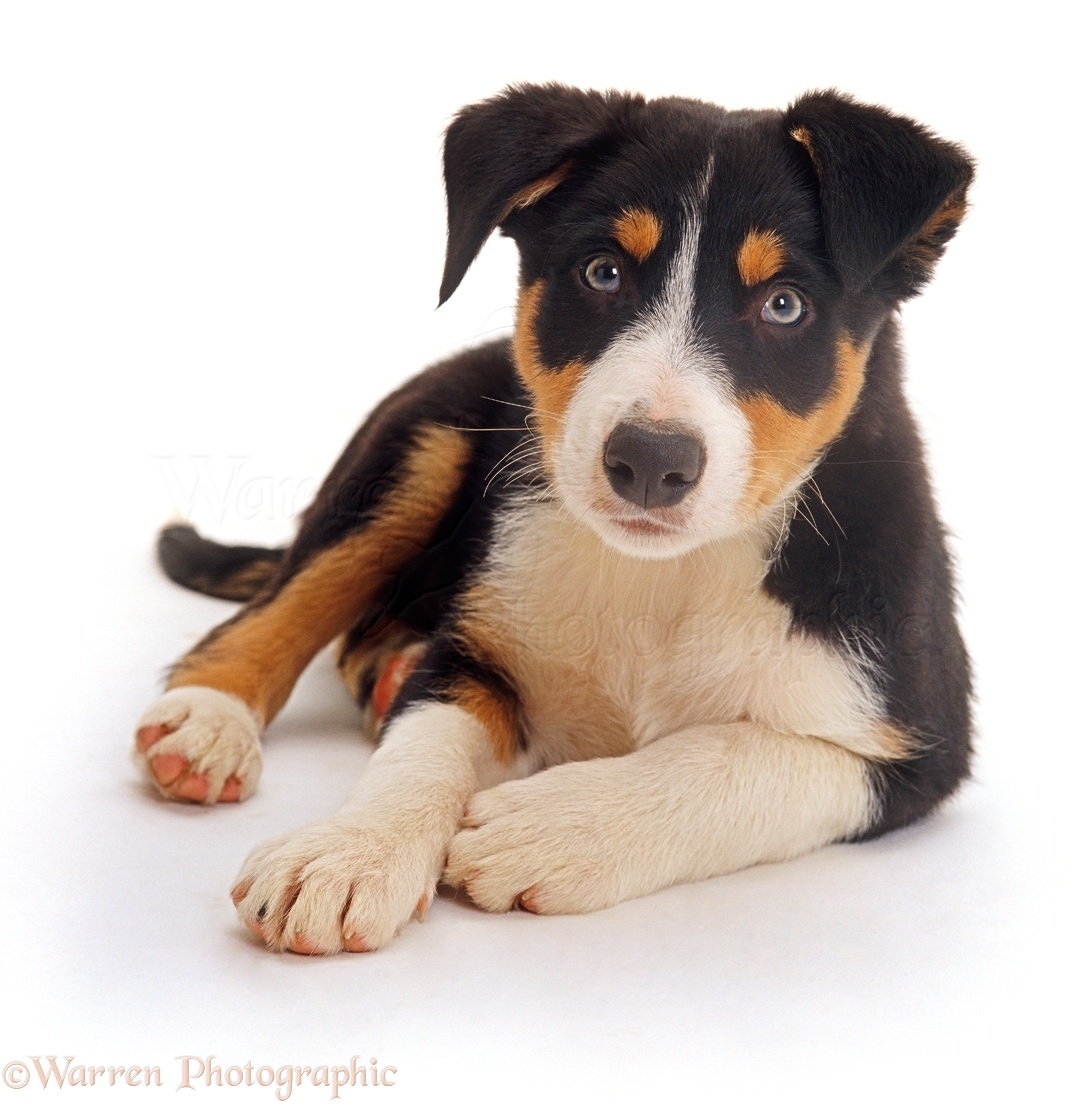Dog: Smooth coated tricolour Border Collie Pup photo WP24237