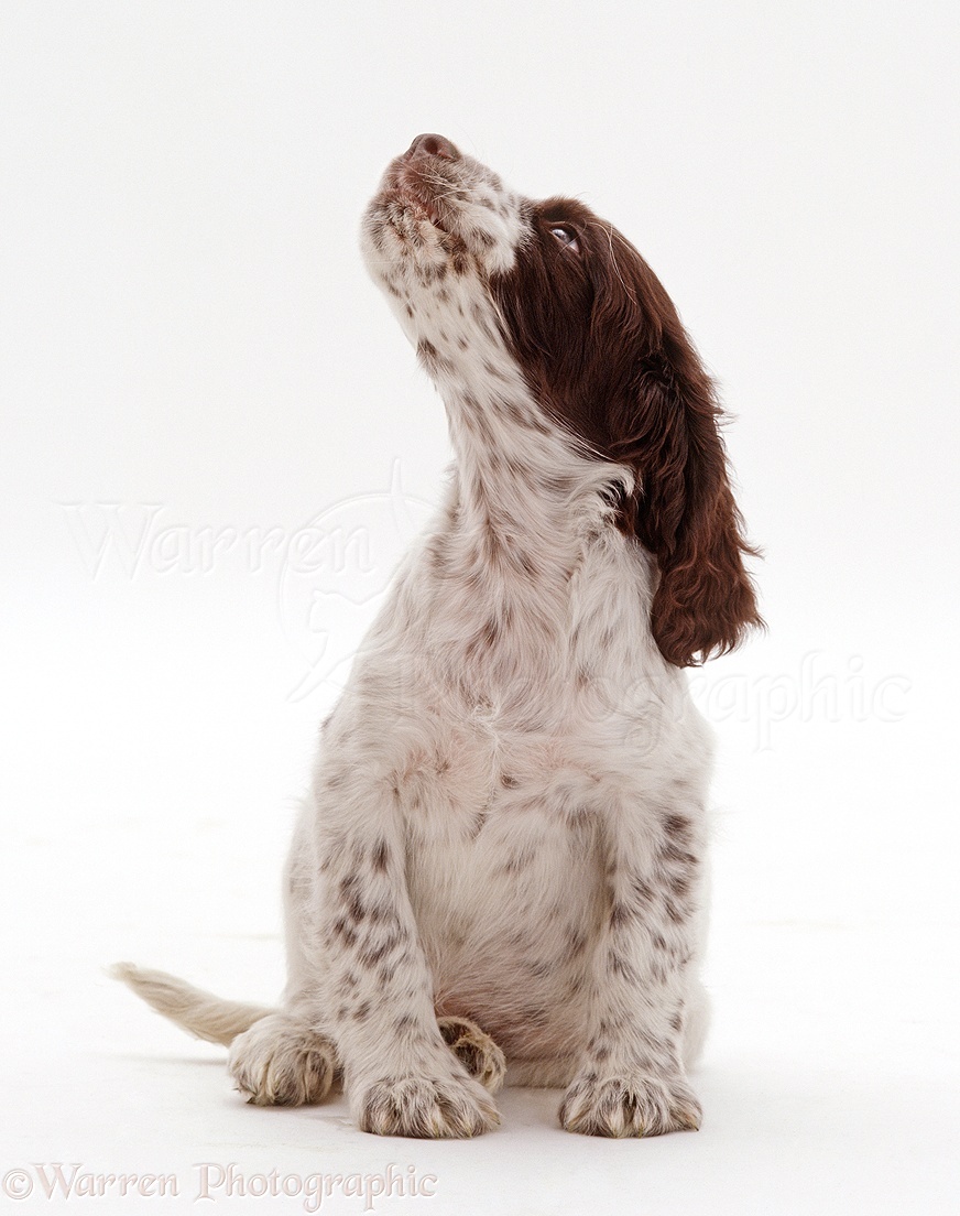 Dog: English Springer Spaniel puppy expecting a treat photo WP24284