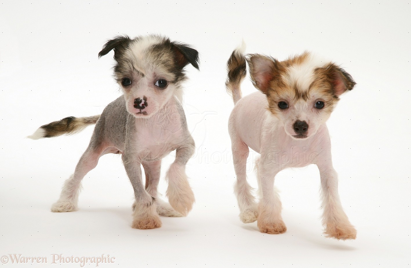 Dogs: Naked Chinese Crested pups photo WP25029