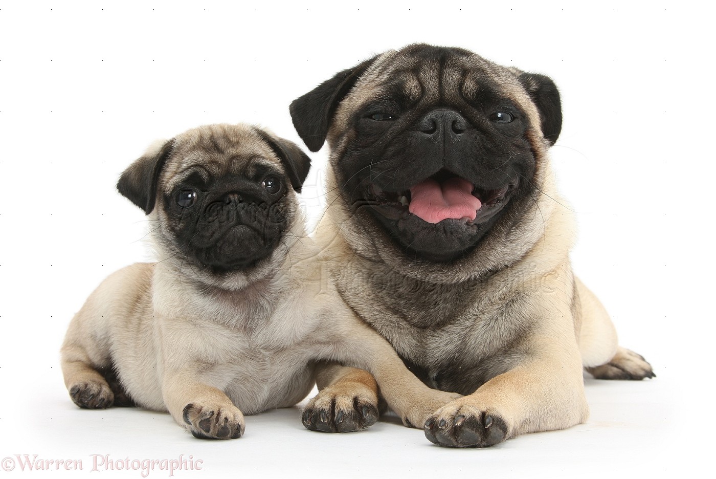 Fawn Pug dog and puppy, 8 weeks old photo WP26647