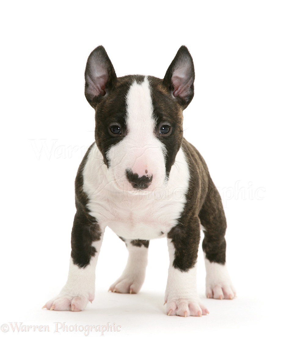 Dog: Miniature English Bull Terrier pup, 6 weeks old photo WP27194