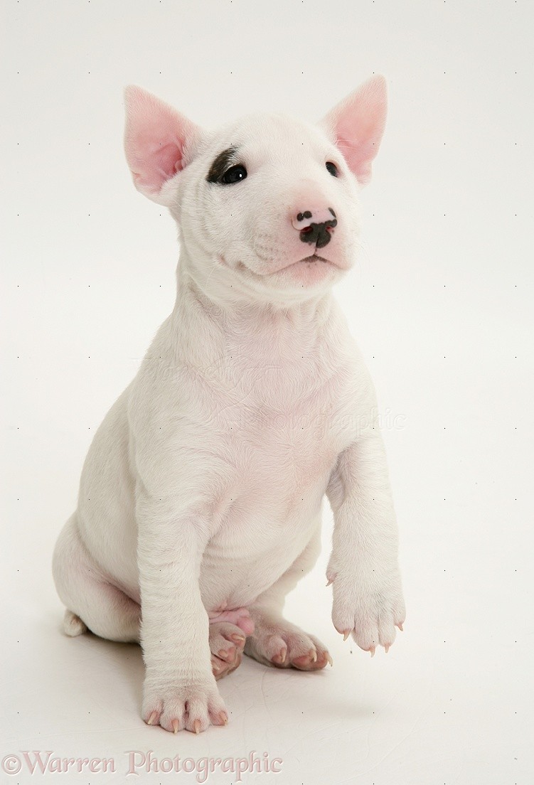 Dog: Miniature English Bull Terrier pup, 6 weeks old photo WP27195