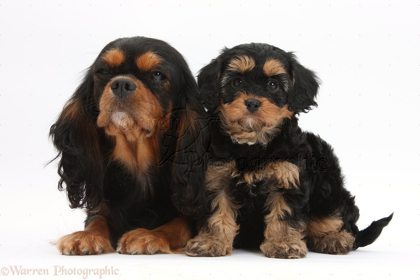 Dogs: Black-and-tan King Charles and Cavapoo pup photo WP32377