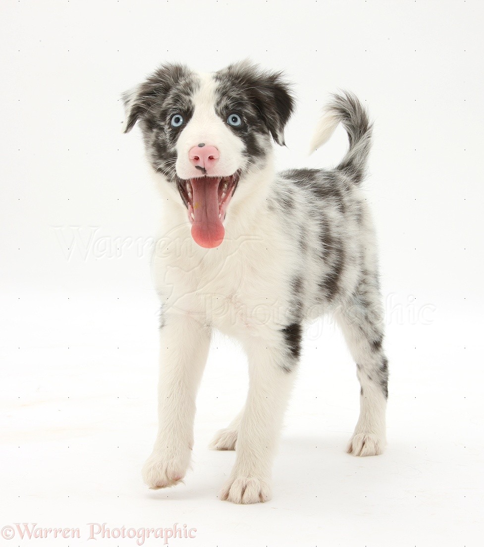 Dog: Blue merle Border Collie puppy photo WP32463