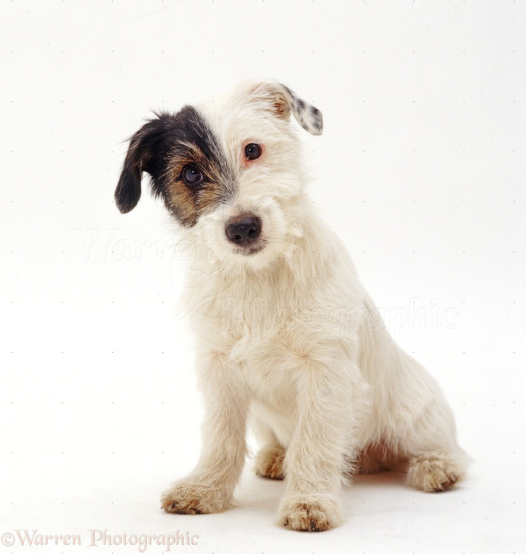 Dog: Rough-coated Jack Russell Terrier pup photo WP33015
