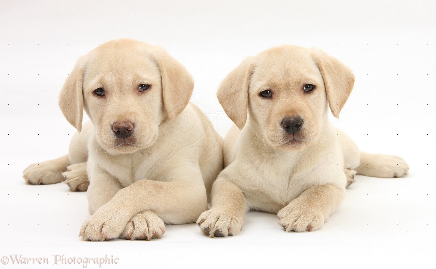 Dogs: Yellow Labrador Retriever puppies, 9 weeks old photo WP33565