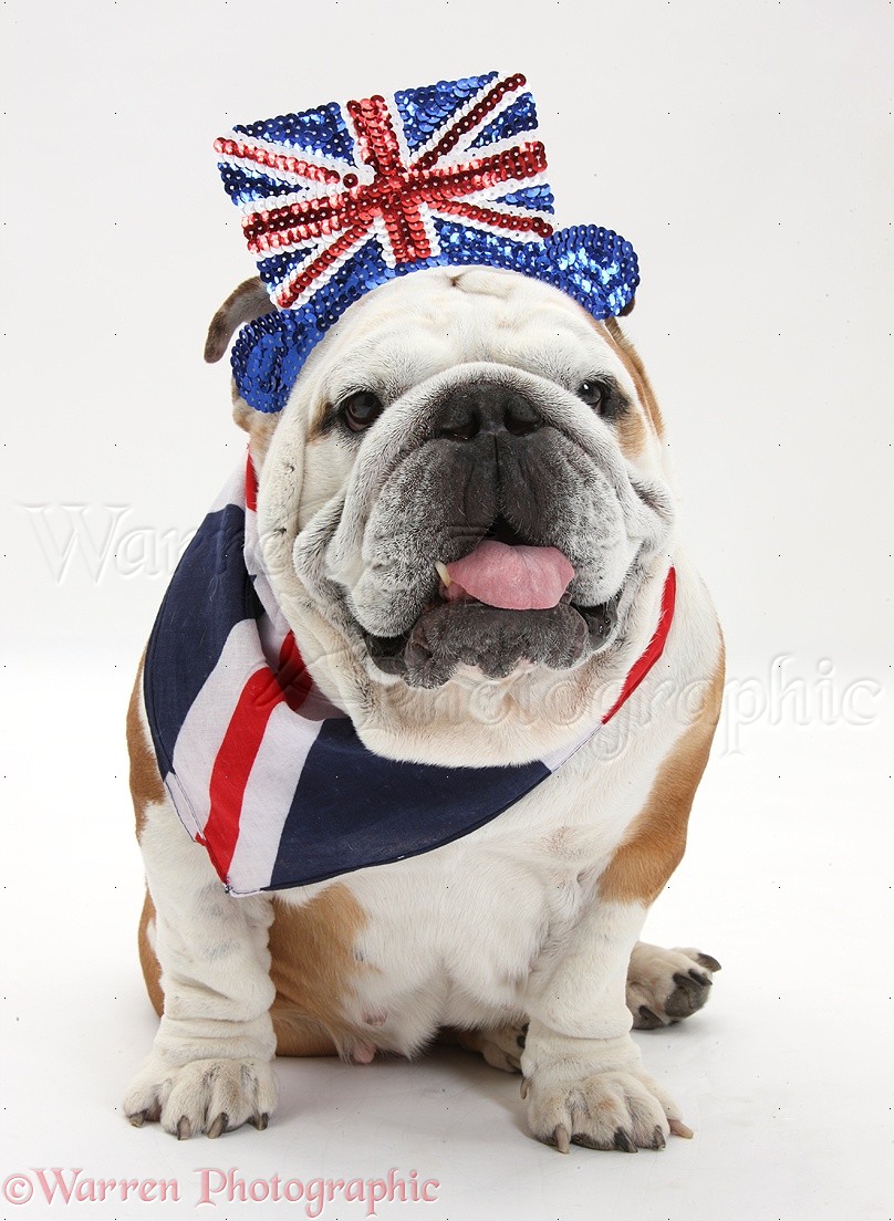 Bulldog wearing a union jack bandaner and 'top hat' photo WP33690