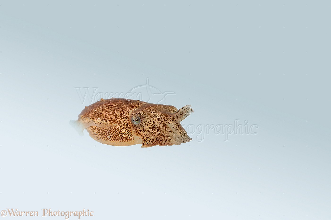 Baby Cuttlefish photo WP34063