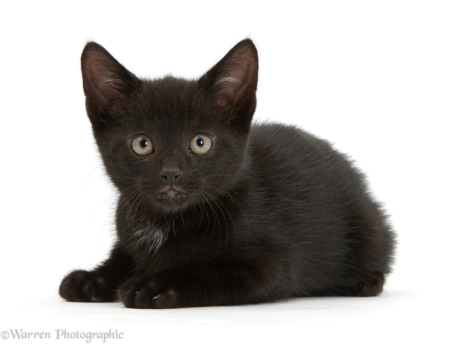 Black kitten, 8 weeks old photo WP34490