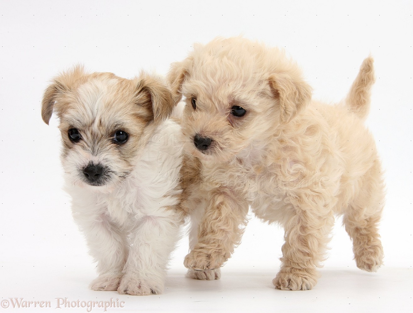 Dogs: Two cute Bichon x Yorkie pups photo WP36076