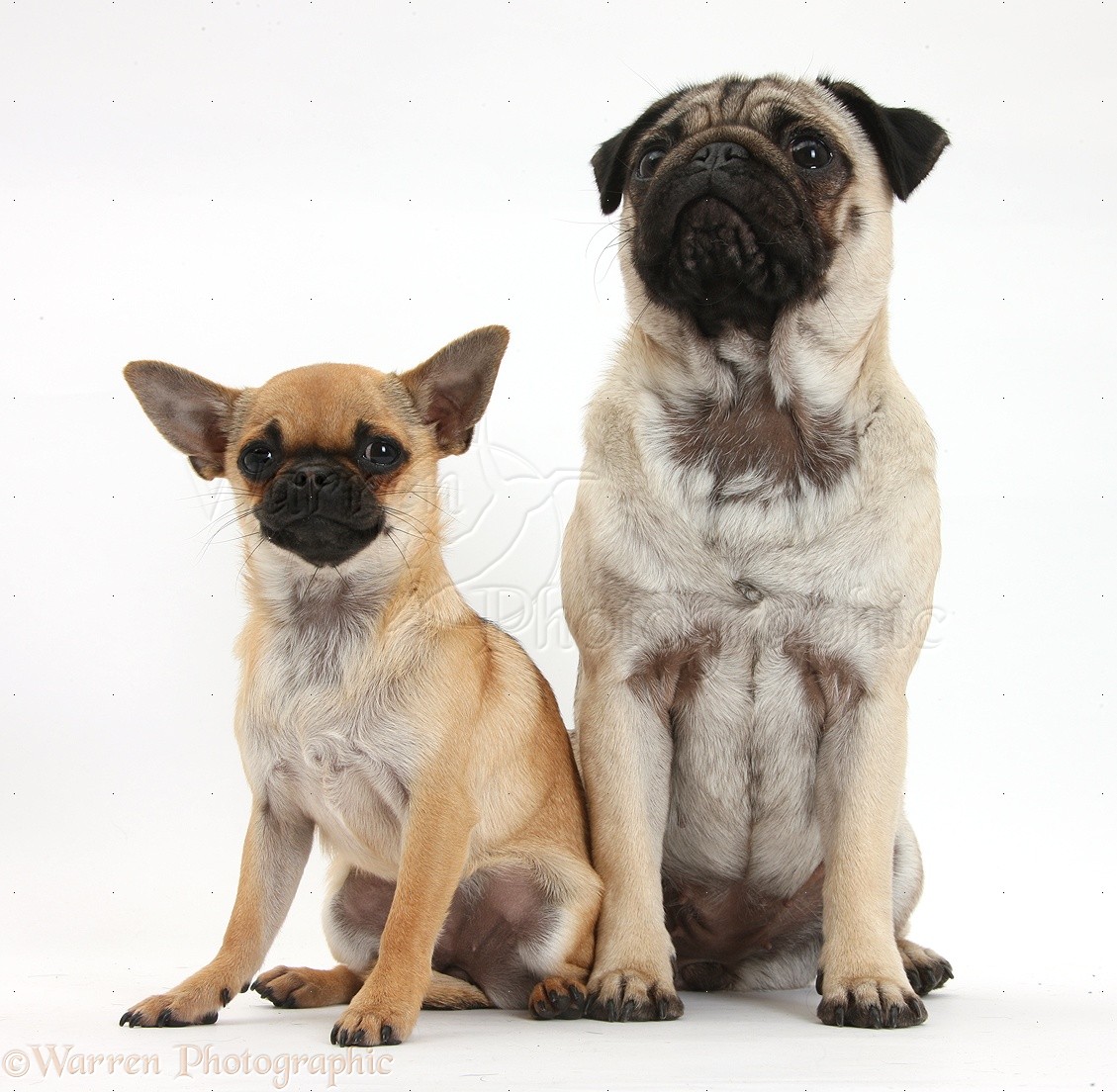 Dogs: Fawn Pug and Chug (Pug x Chihuahua), sitting photo WP36191