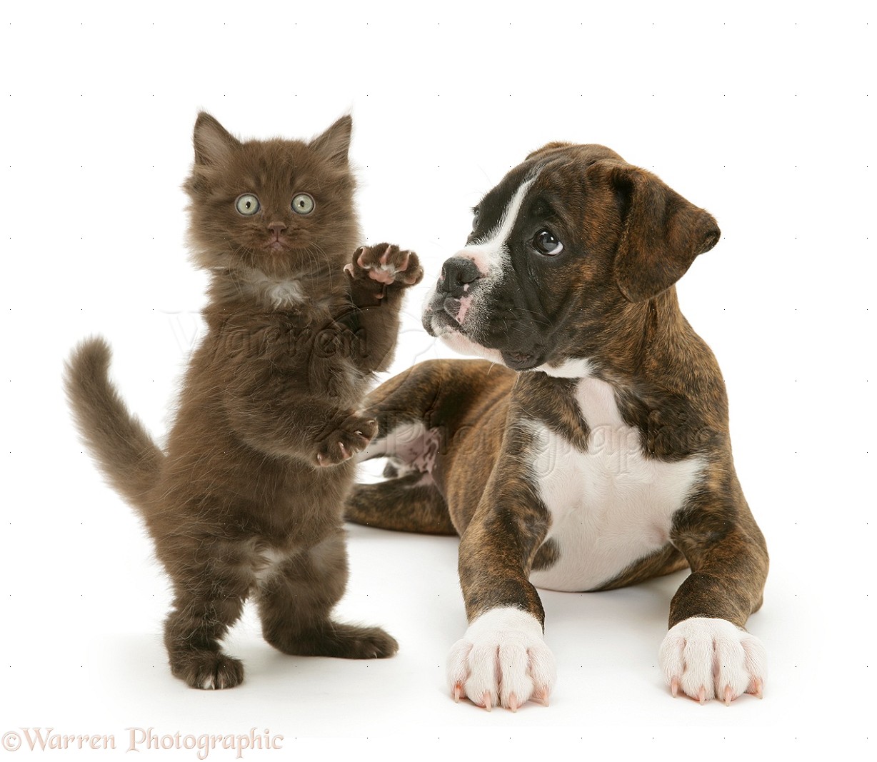 Pets: Brindle Boxer pup and chocolate kitten photo WP36667