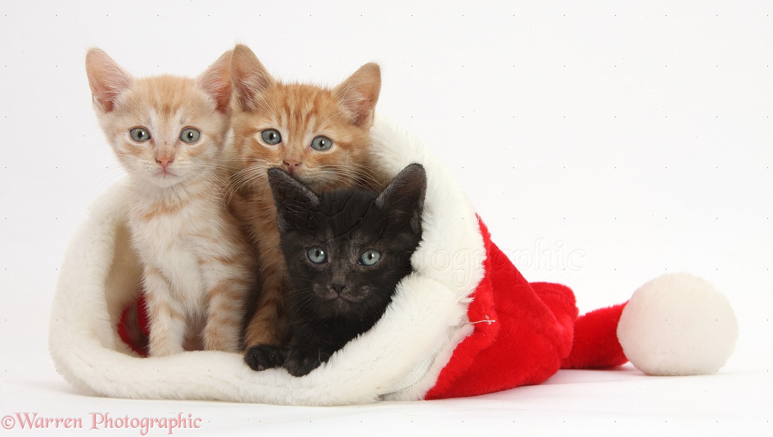 Three kittens, 5 weeks old, in a Santa hat photo WP36692