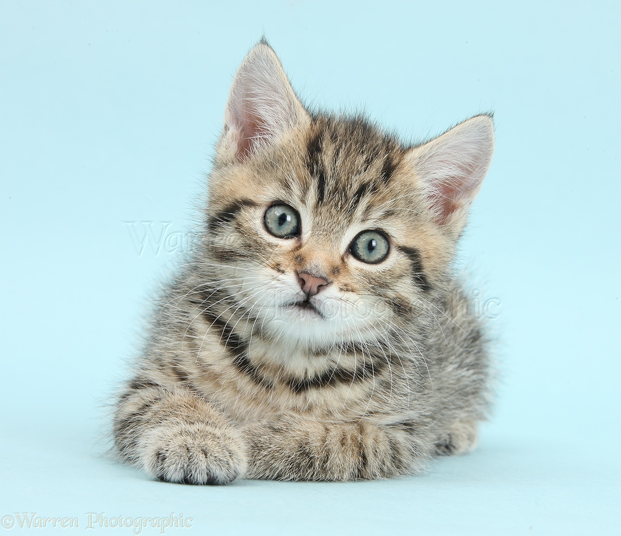 Cute Tabby Kitten On Blue Background Photo Wp36901