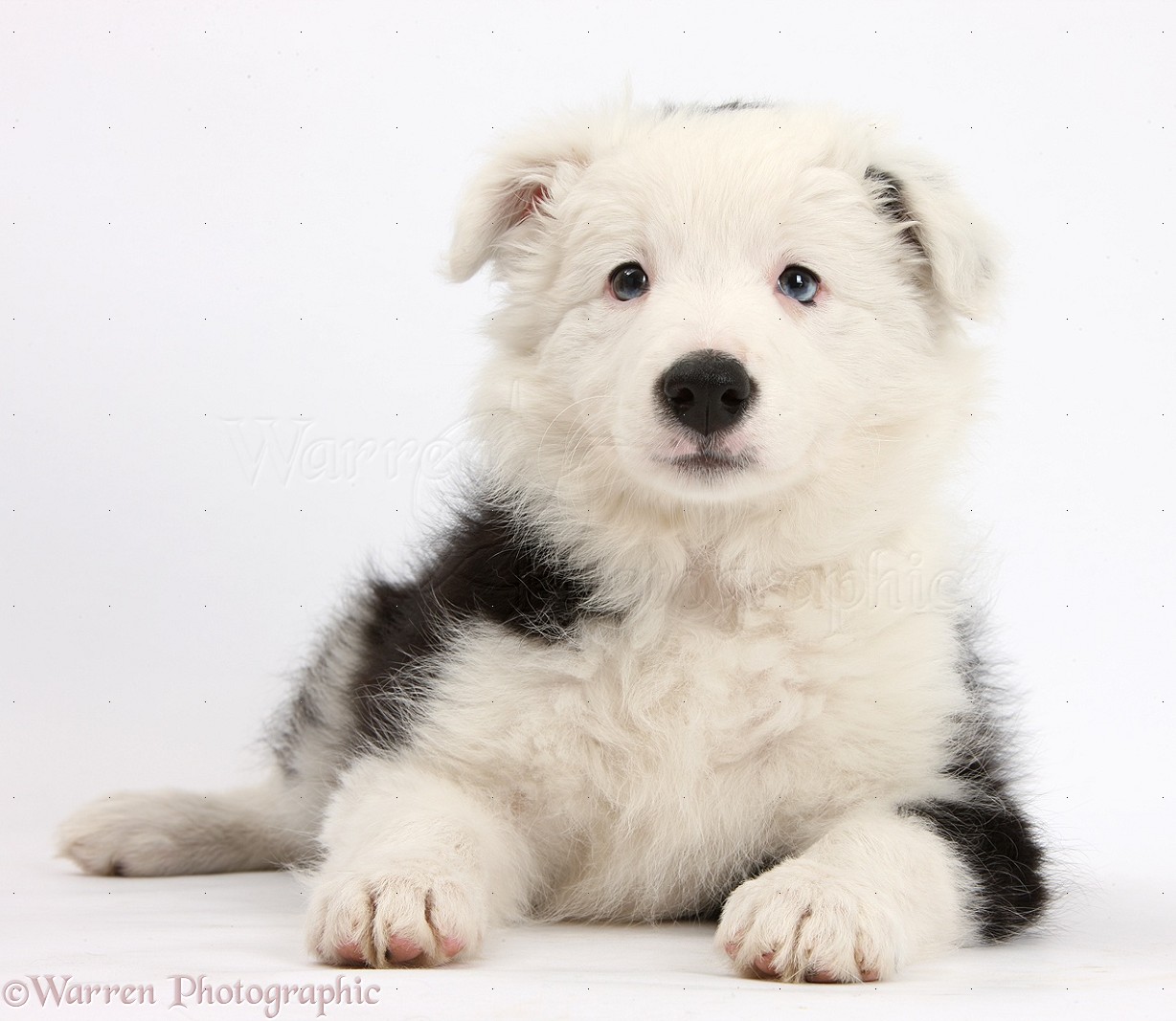 Dog: Black-and-white Border Collie pup photo WP37173