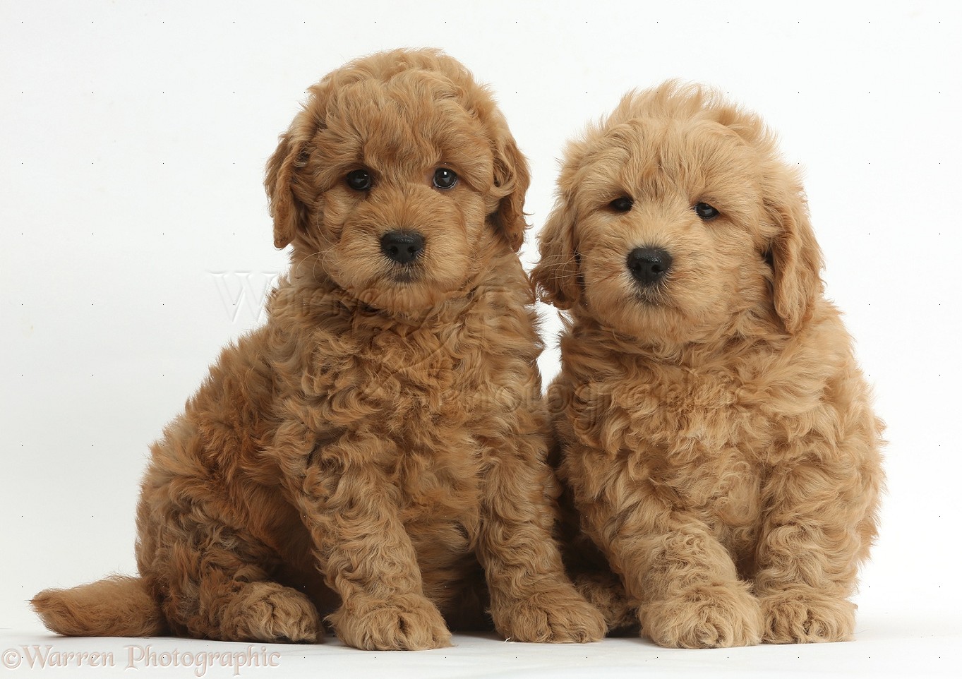 Dogs: Cute F1b Goldendoodle puppies photo WP37273