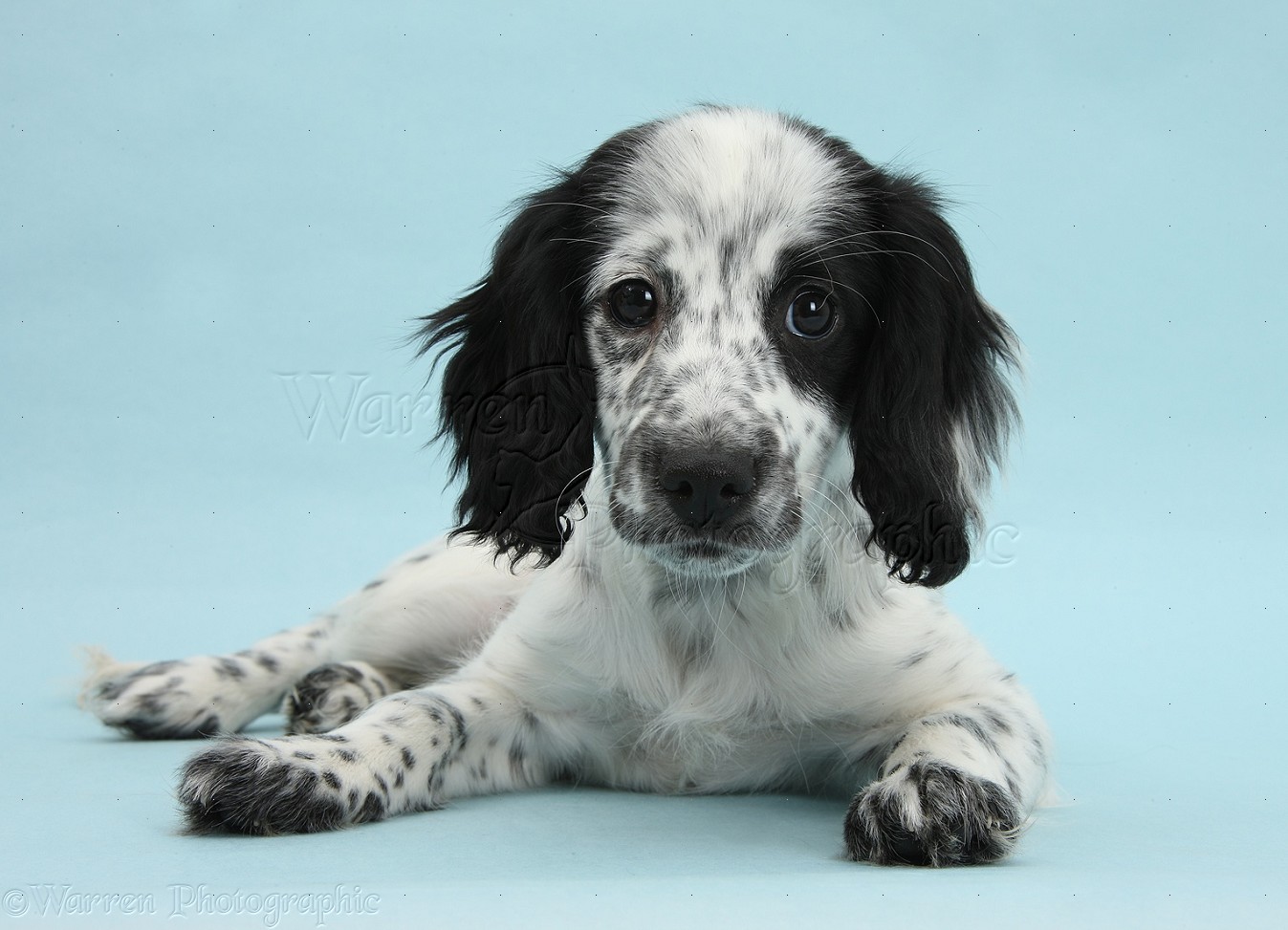 Dog: Black-and-white puppy on blue background photo WP37367