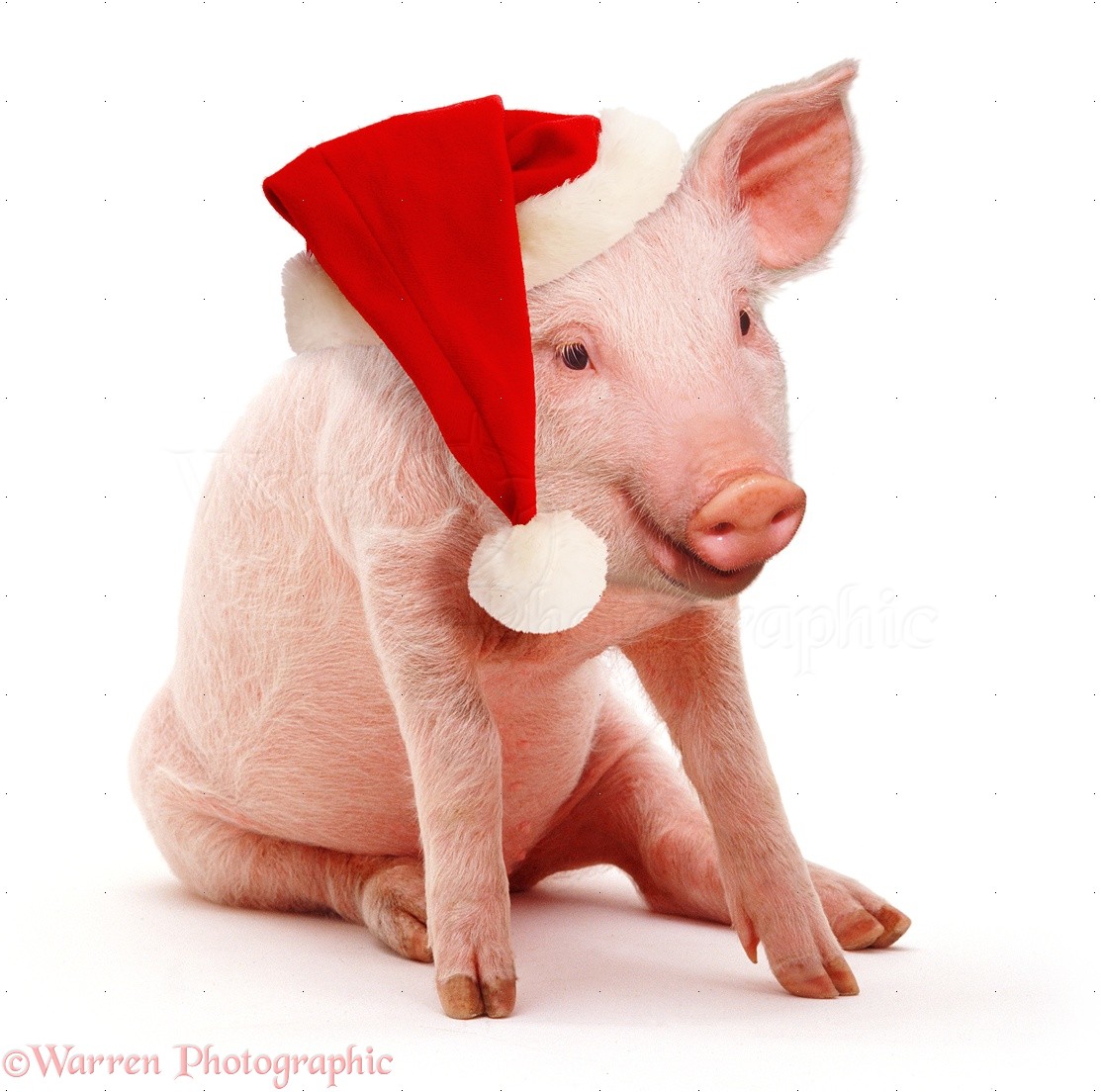Pink pig wearing a Santa hat photo WP37416
