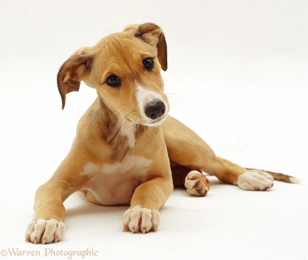 Dog: Whippet Lurcher puppy photo WP37531