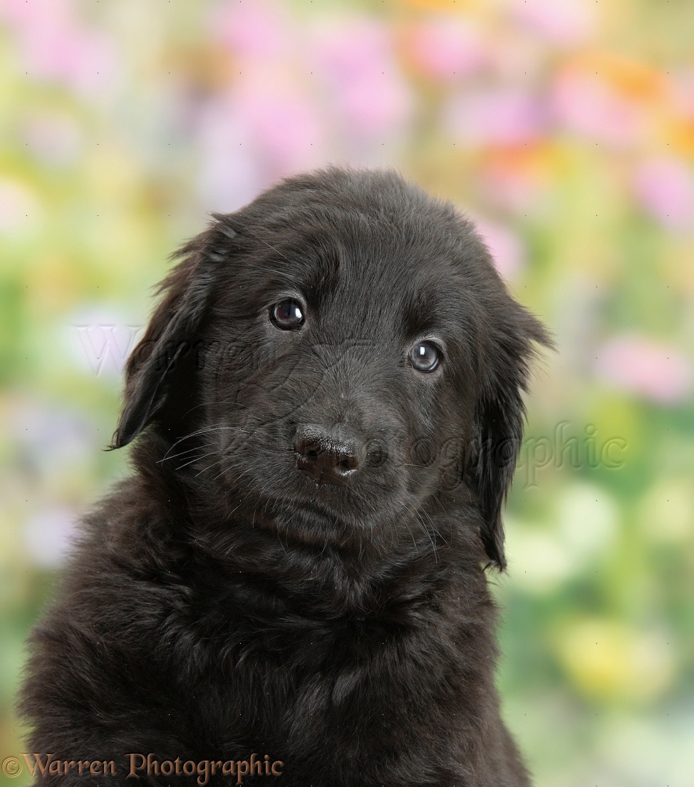 black retriever puppy All products are discounted, Cheaper Than Retail  Price, Free Delivery & Returns OFF 60%
