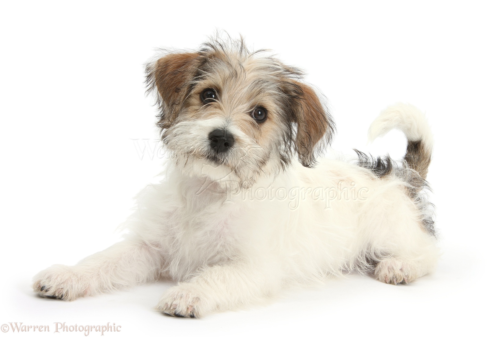 Dog: Cute Bichon Frise x Jack Russell puppy photo WP38234