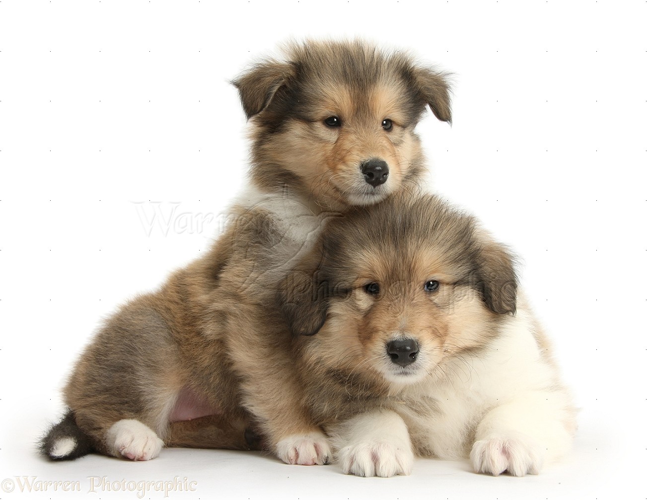 Dogs: Two sable Rough Collie pups, 7 weeks old photo WP38297