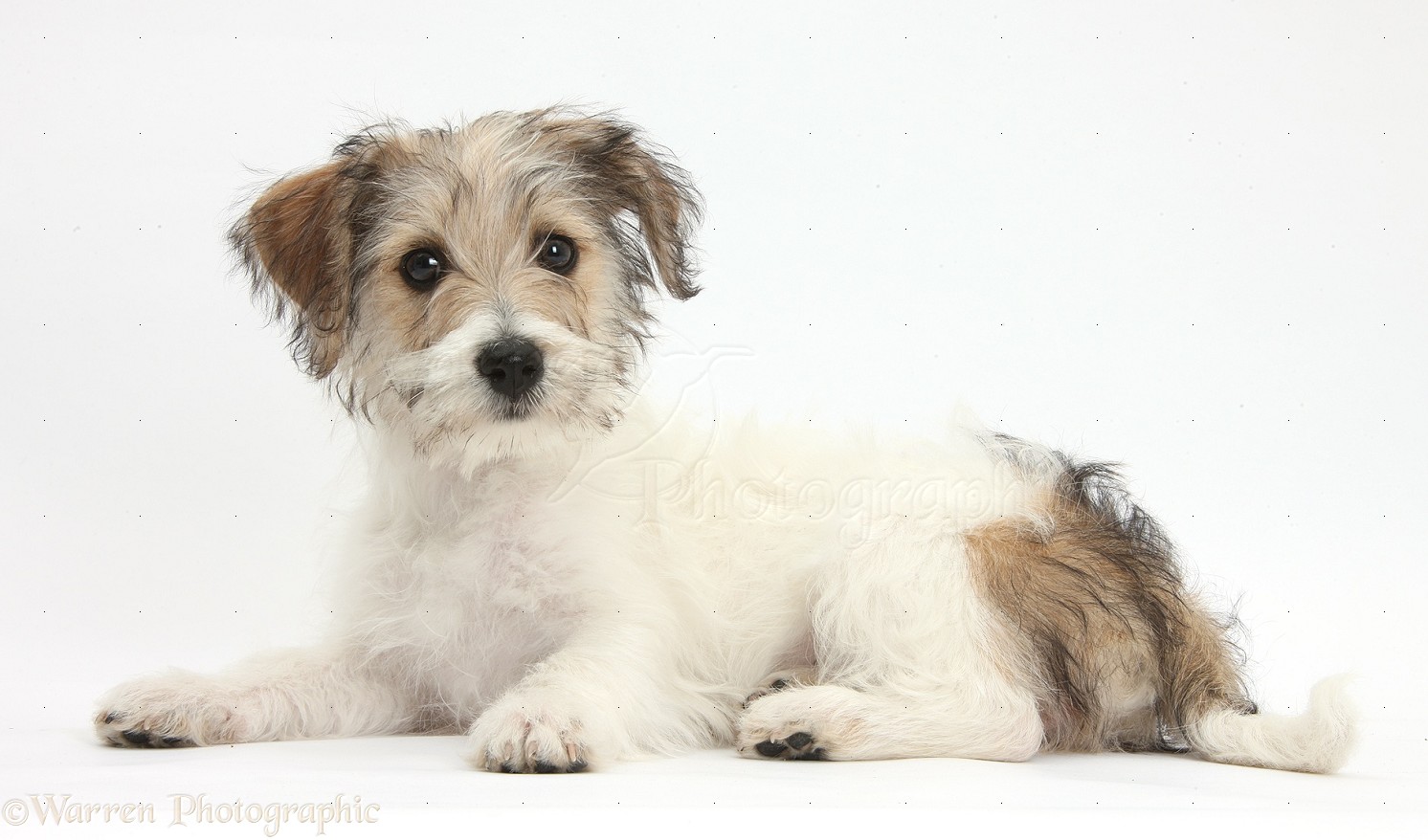 Dog: Cute Bichon Frise x Jack Russell puppy photo WP38480