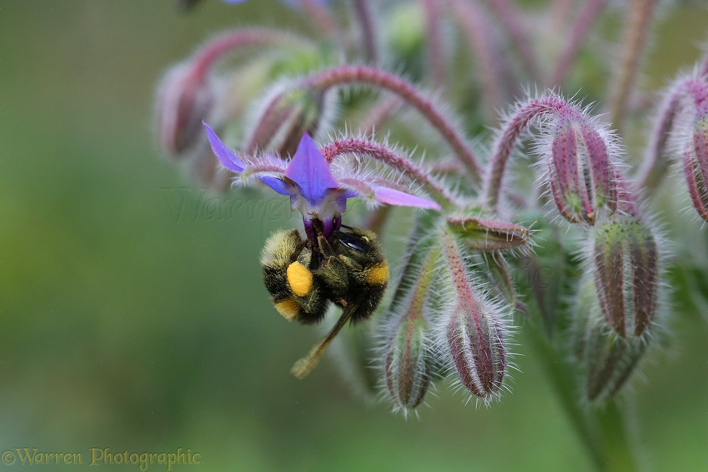 White-tailed Bumblebee worker with full pollen sacs visiting Borage flower  photo WP38528