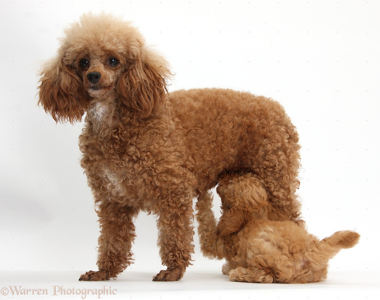 Dogs: Red Toy Poodle puppy suckling its mother photo WP38703