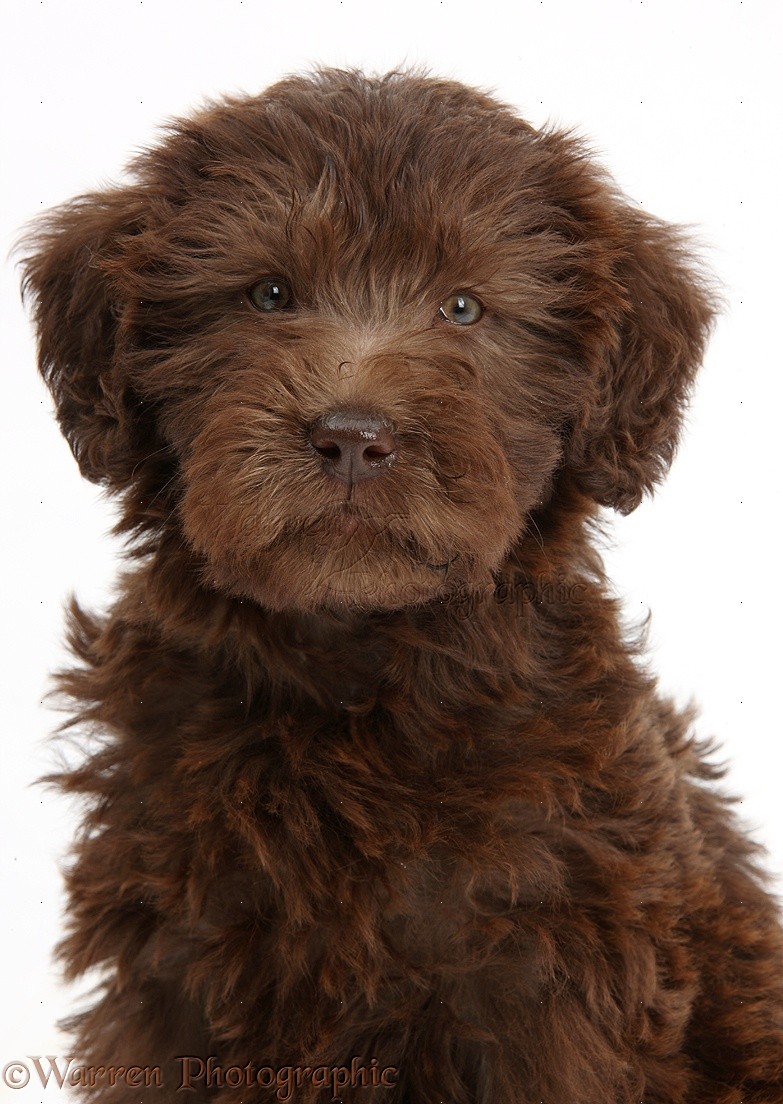 Dog: Chocolate Labradoodle puppy photo WP39282